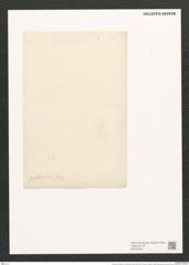 Amphora commutata f. proboscidea (Greg.) (de-Toni-Nr.: Genus 36, Species 1929f) Zeichnungen Sammlung Grunow (NHMW-BOT-W0370533)
